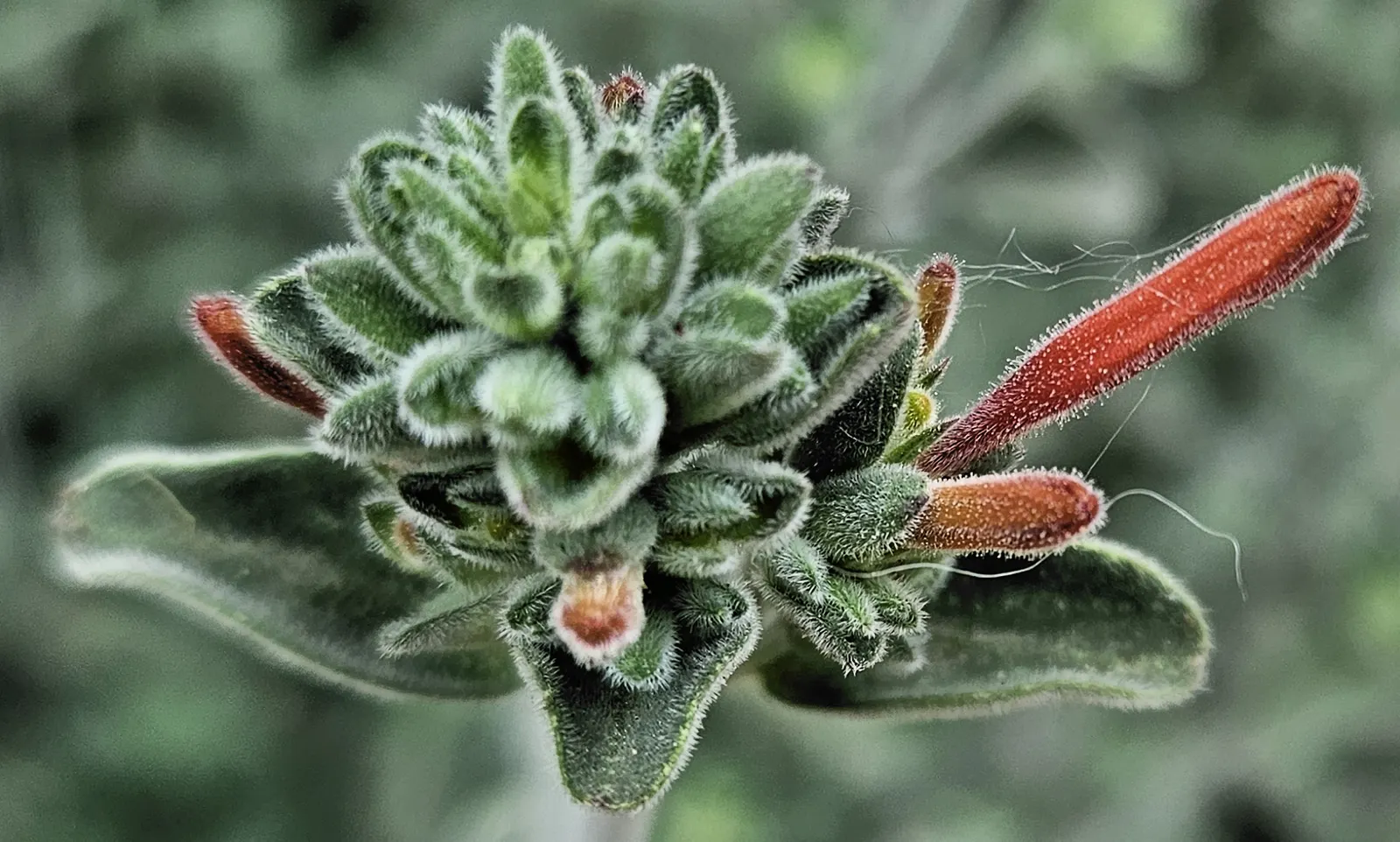 Hummingbird Bush (Dicliptera Suberecta) — it requires full sun to partial shade and well-draining soil; arranged in upright inflorescences