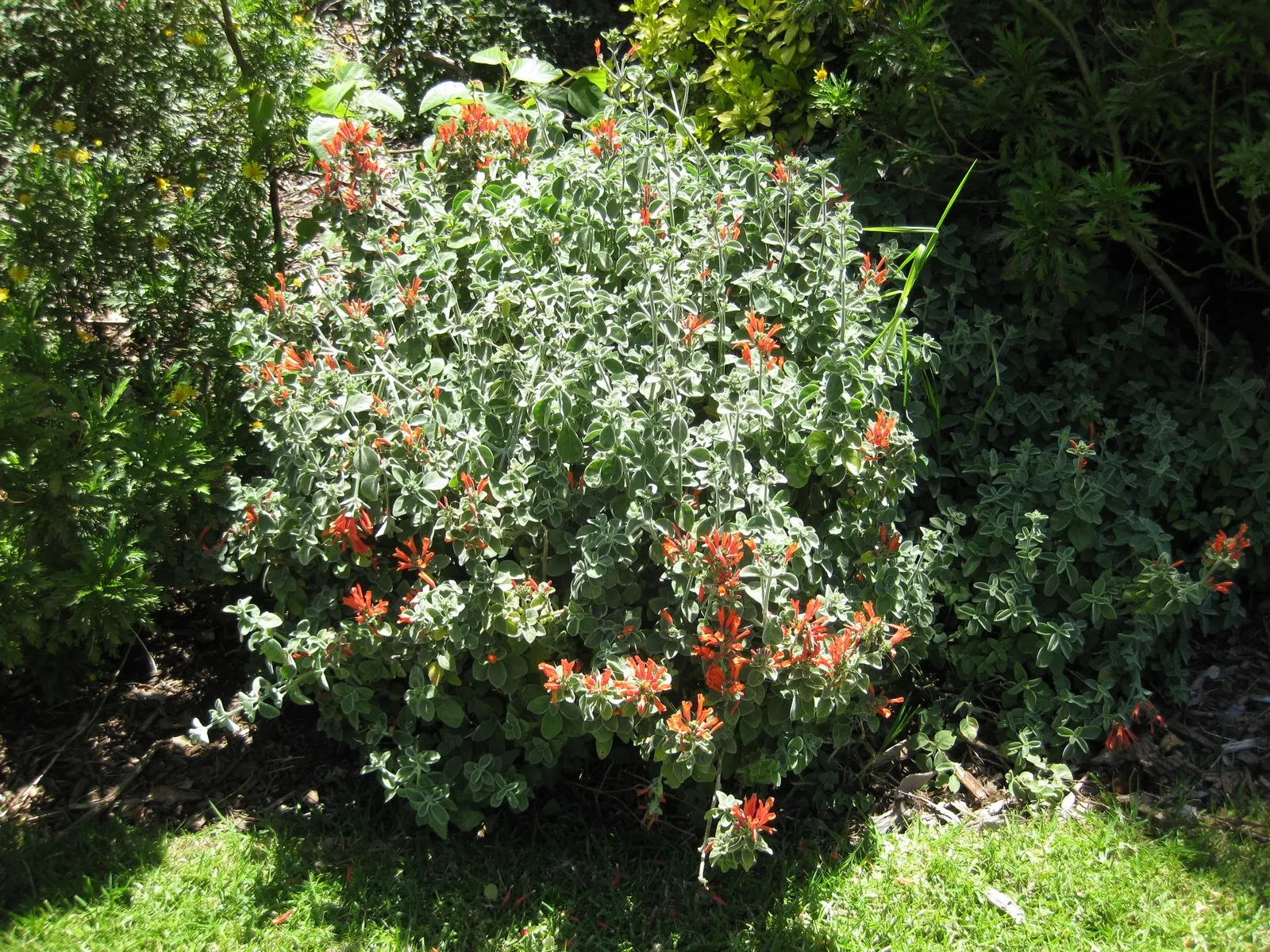 Hummingbird Bush (Dicliptera Suberecta) — blooming from late spring through fall for extended visual interest; shrub with orange and red blooms, image 46