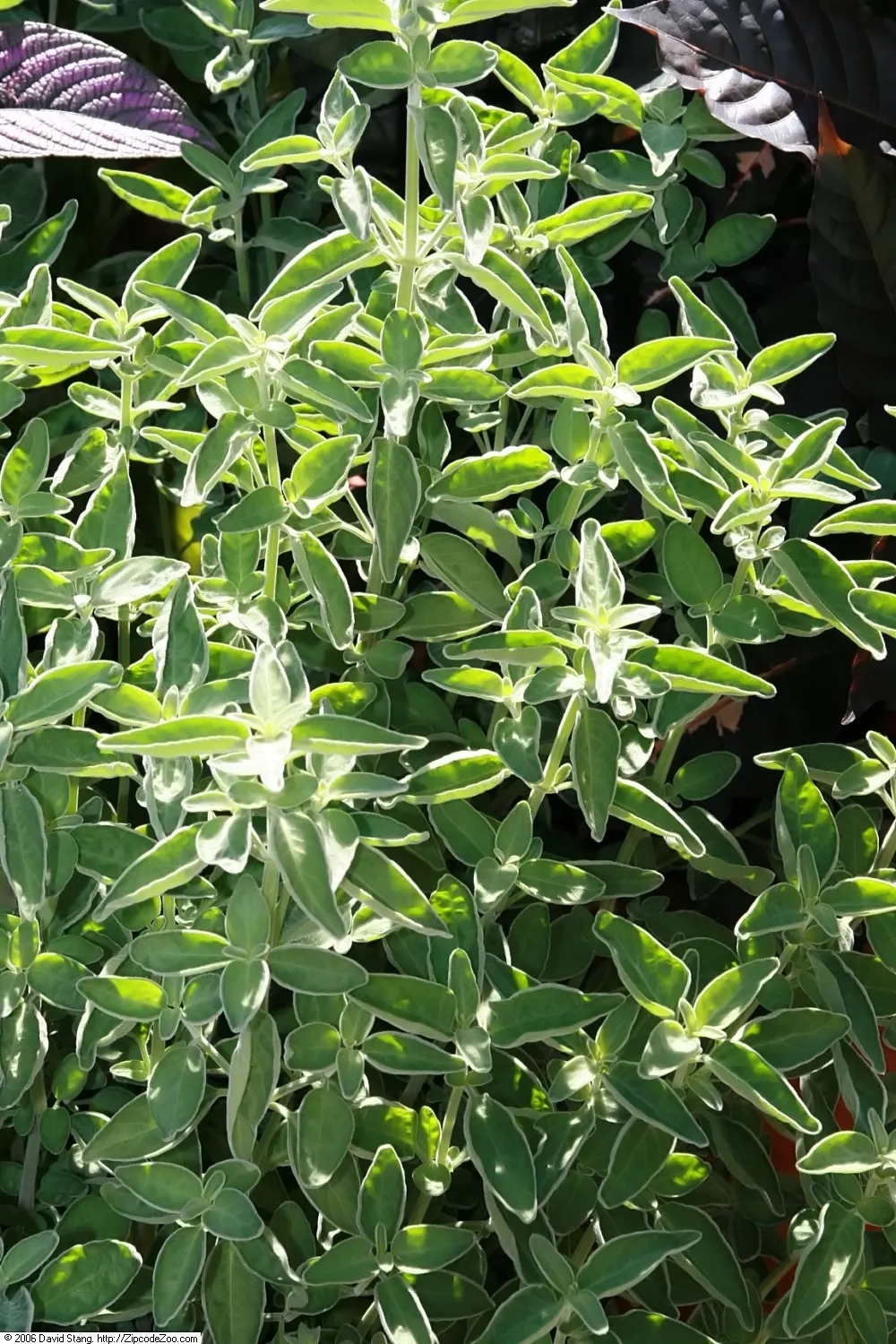 Hummingbird Bush (Dicliptera Suberecta) — are magnets for hummingbirds and butterflies; this shrub-like plant typically reaches about 18 to 24, image 53