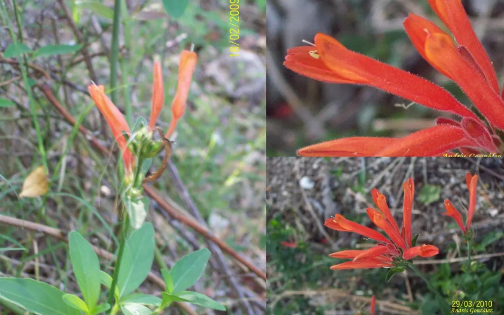 Hummingbird Bush (Dicliptera Suberecta) — orange-red flowers that attract hummingbirds; these nectar-rich blossoms, image 42