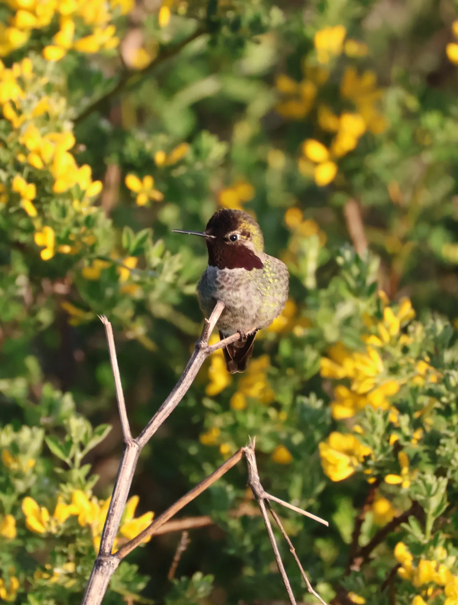 Hummingbird Bush (Dicliptera Suberecta) — It is relatively drought-tolerant once established