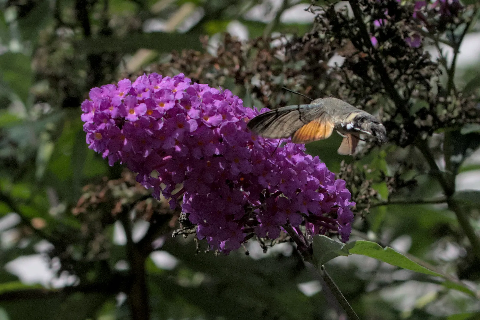 Hummingbird Bush (Dicliptera Suberecta) — blooming from late spring through fall for extended visual interest; shrub with orange and red blooms