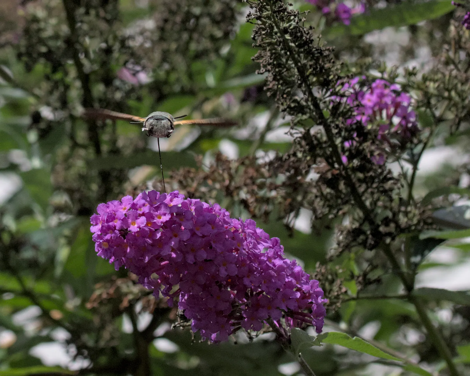 Hummingbird Bush (Dicliptera Suberecta) — orange-red flowers that attract hummingbirds; these nectar-rich blossoms