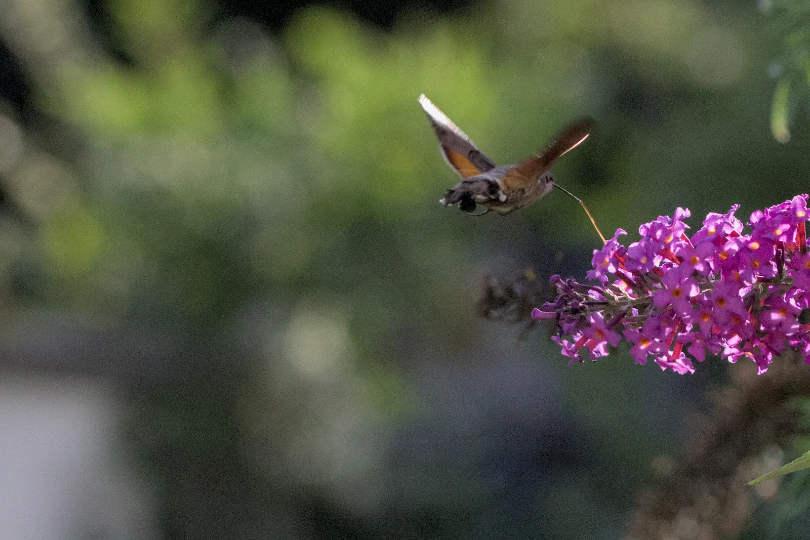 Hummingbird Bush (Dicliptera Suberecta) — It is relatively drought-tolerant once established; making it a suitable candidate for xeriscaping or garden areas