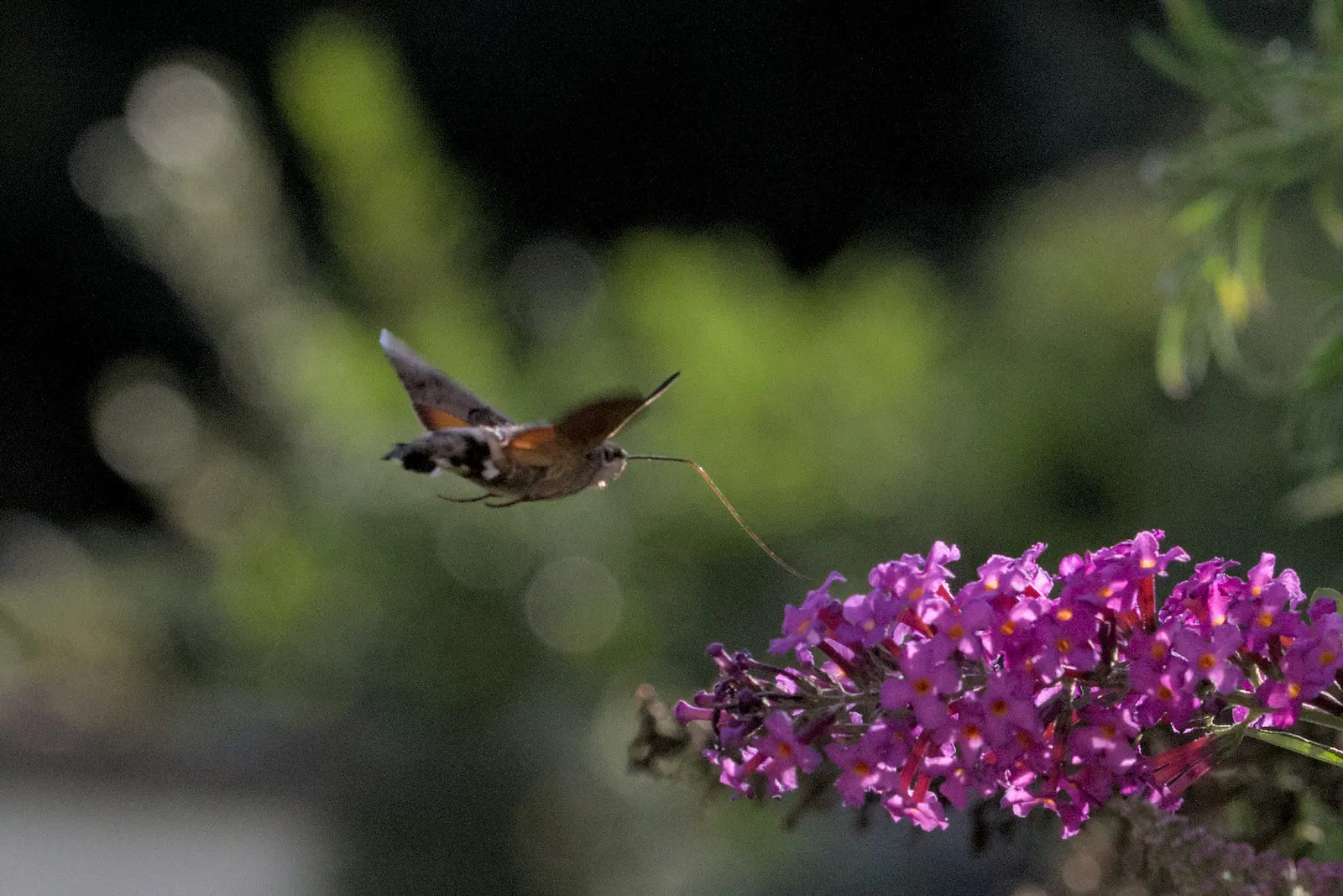 Hummingbird Bush (Dicliptera Suberecta) — accentuated by its velvety texture; known botanically as Dicliptera suberecta