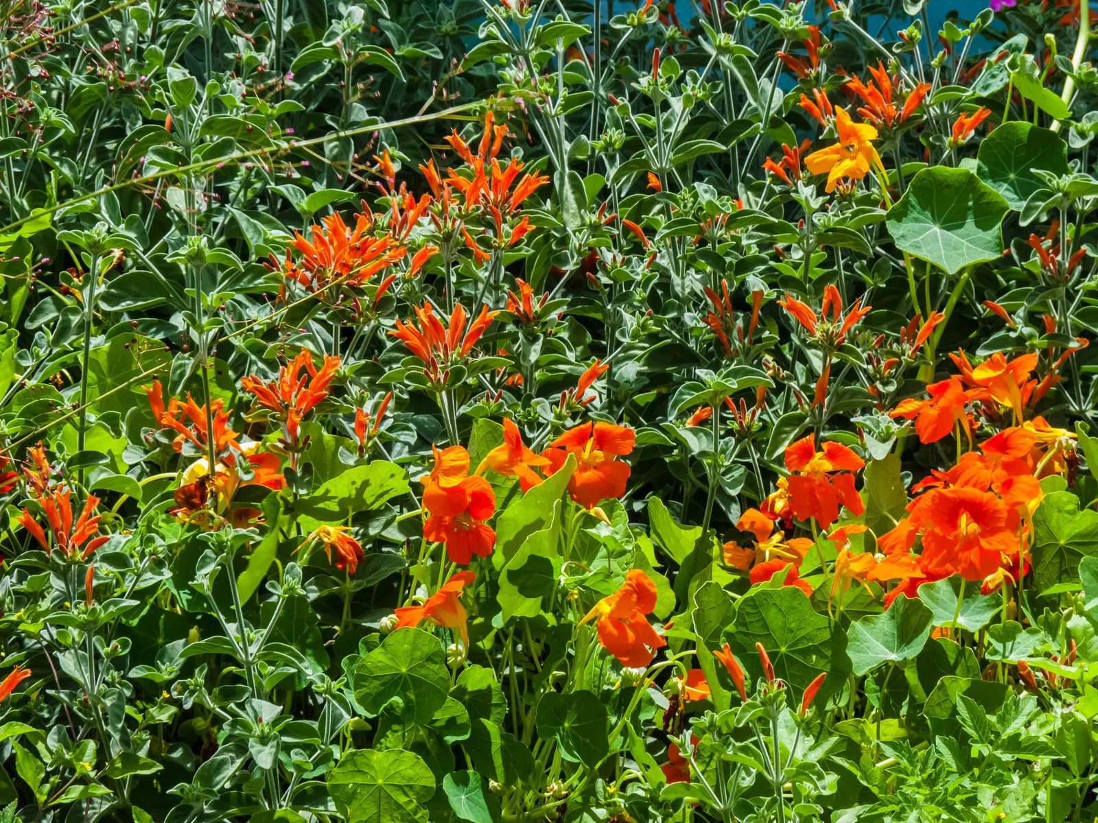 Hummingbird Bush (Dicliptera Suberecta) — orange-red flowers that attract hummingbirds