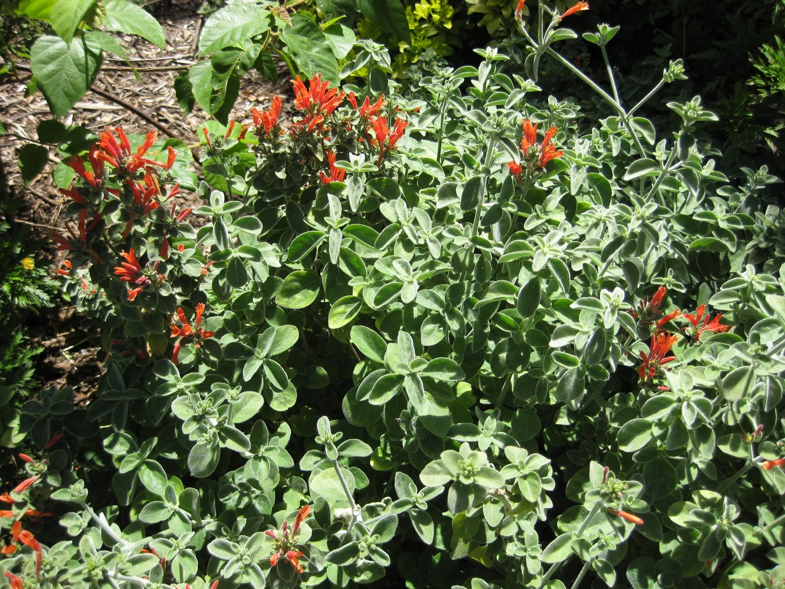 Hummingbird Bush (Dicliptera Suberecta) — are magnets for hummingbirds and butterflies