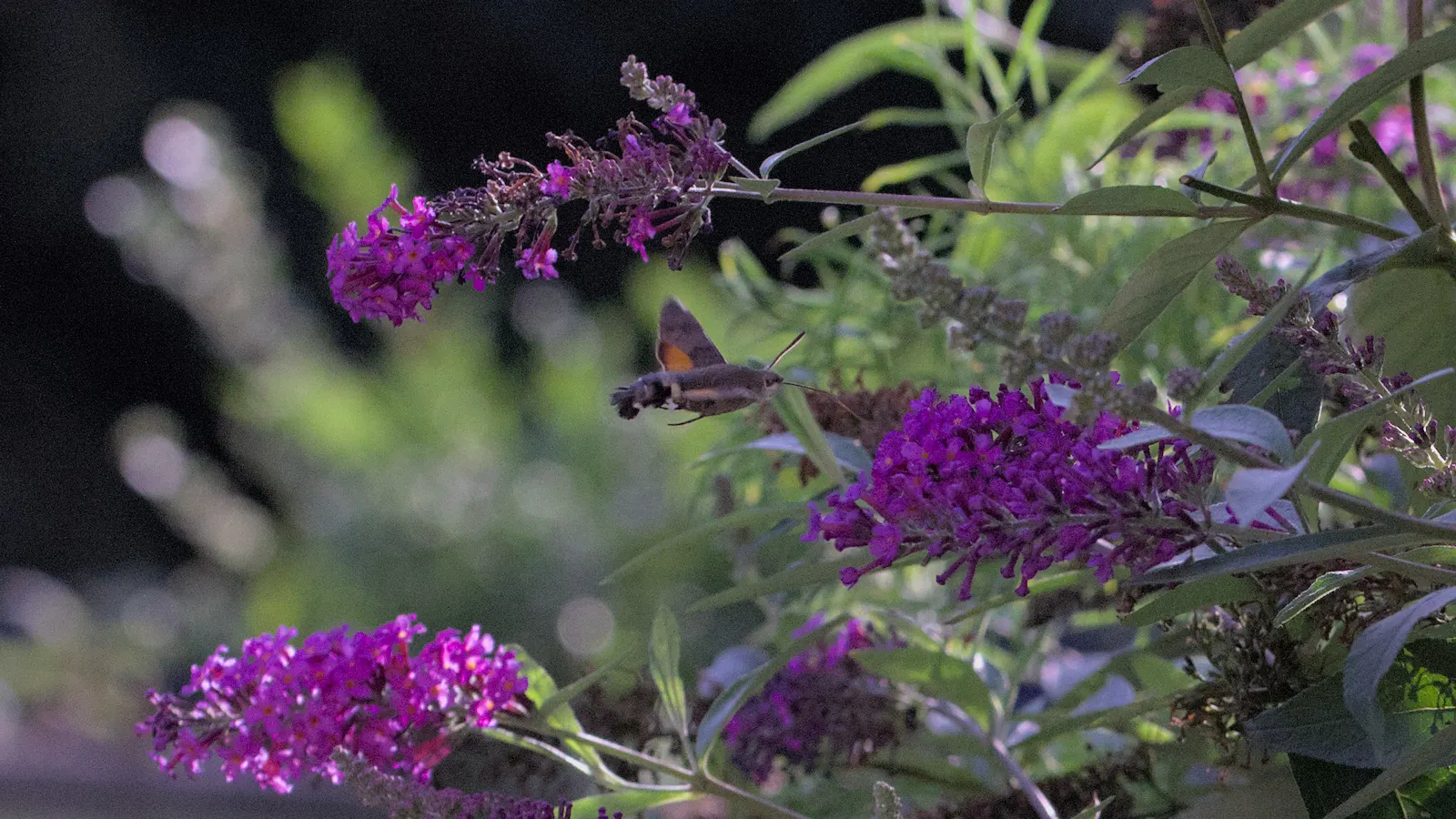 Hummingbird Bush (Dicliptera Suberecta) — gray-green foliage and tubular; reaching heights of 18-24 inches with a spread of up to 24 inches, image 41