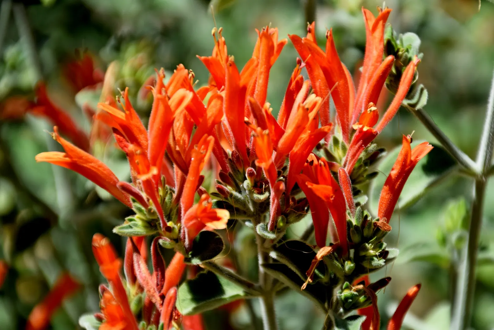 Hummingbird Bush (Dicliptera Suberecta) — Hardy in USDA zones 7 through 10; providing a compact yet lush profile that is ideal for borders