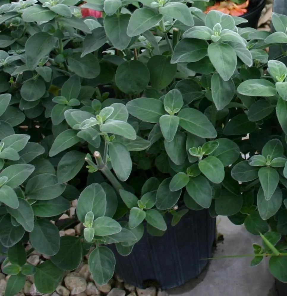 Hummingbird Bush (Dicliptera Suberecta) — shrub for full or half