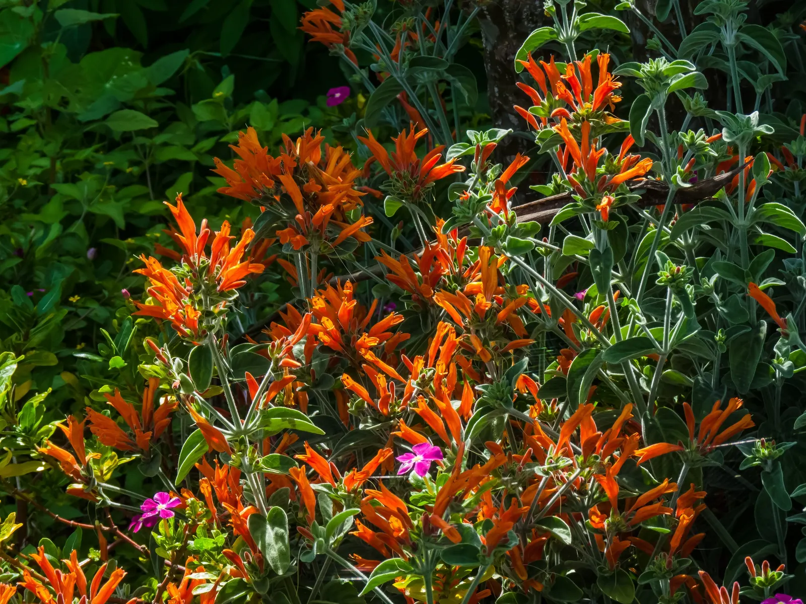 Hummingbird Bush (Dicliptera Suberecta) — Hardy in USDA zones 7 through 10