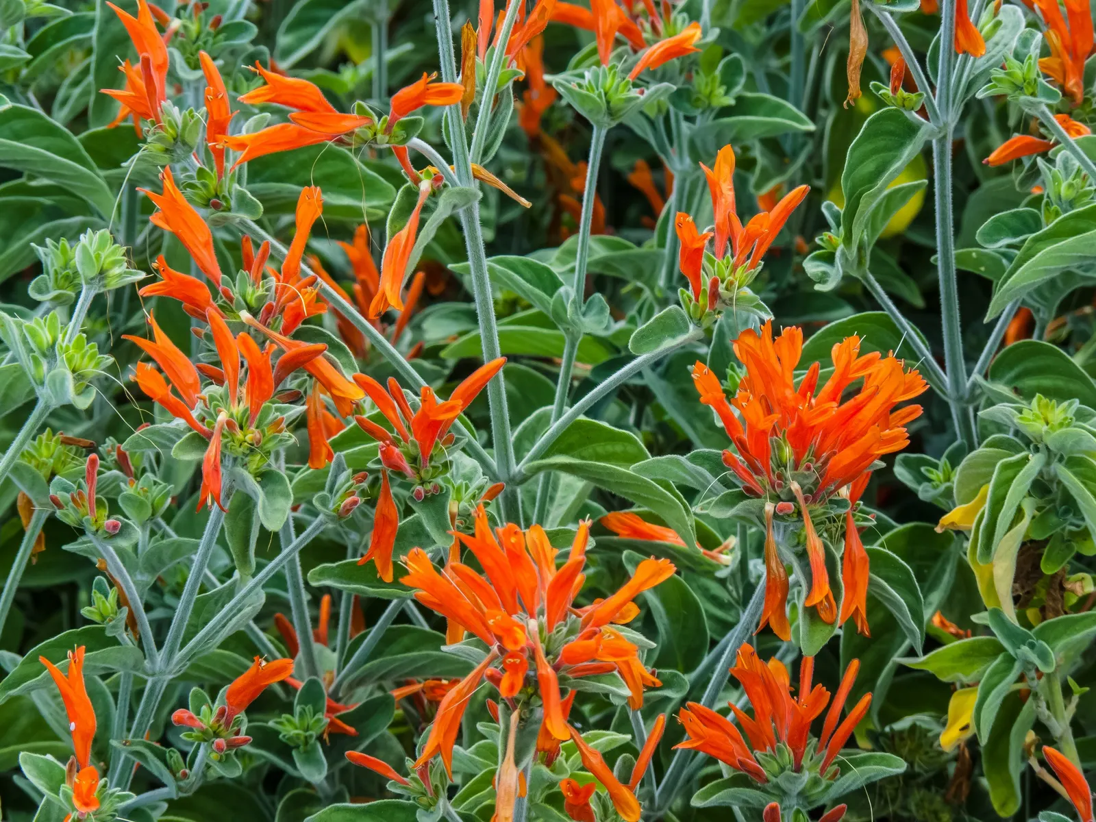 Hummingbird Bush (Dicliptera Suberecta) — providing a compact yet lush profile that is ideal for borders