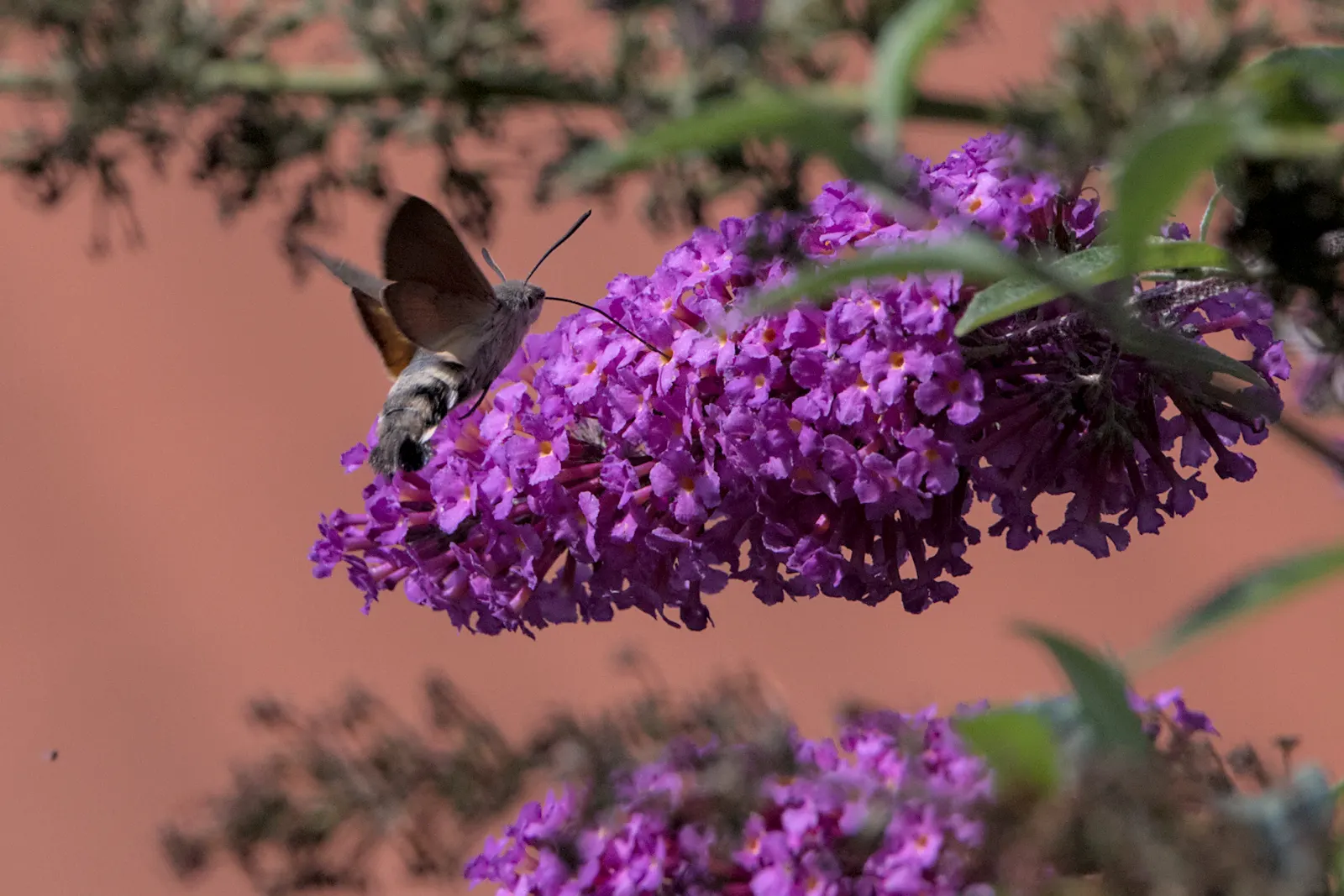 Hummingbird Bush (Dicliptera Suberecta) — it requires full sun to partial shade and well-draining soil