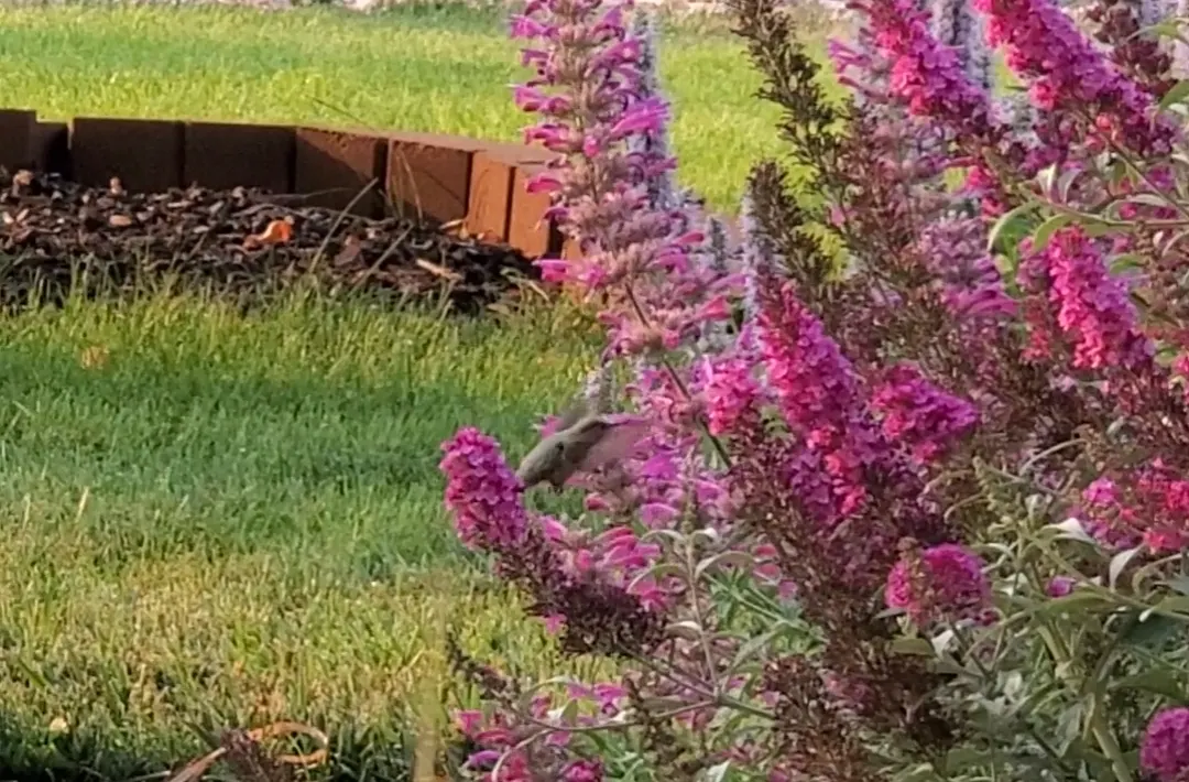Hummingbird Bush (Dicliptera Suberecta) — gray-green foliage and tubular; reaching heights of 18-24 inches with a spread of up to 24 inches