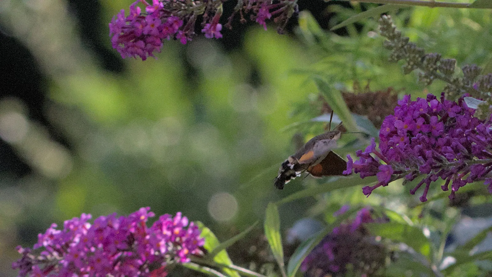 Hummingbird Bush (Dicliptera Suberecta) — reaching heights of 18-24 inches with a spread of up to 24 inches; it requires full sun to partial shade, image 44