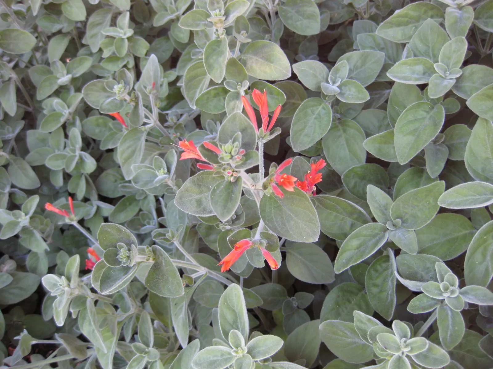 Hummingbird Bush (Dicliptera Suberecta) — arranged in upright inflorescences; gray-green foliage and tubular, image 52