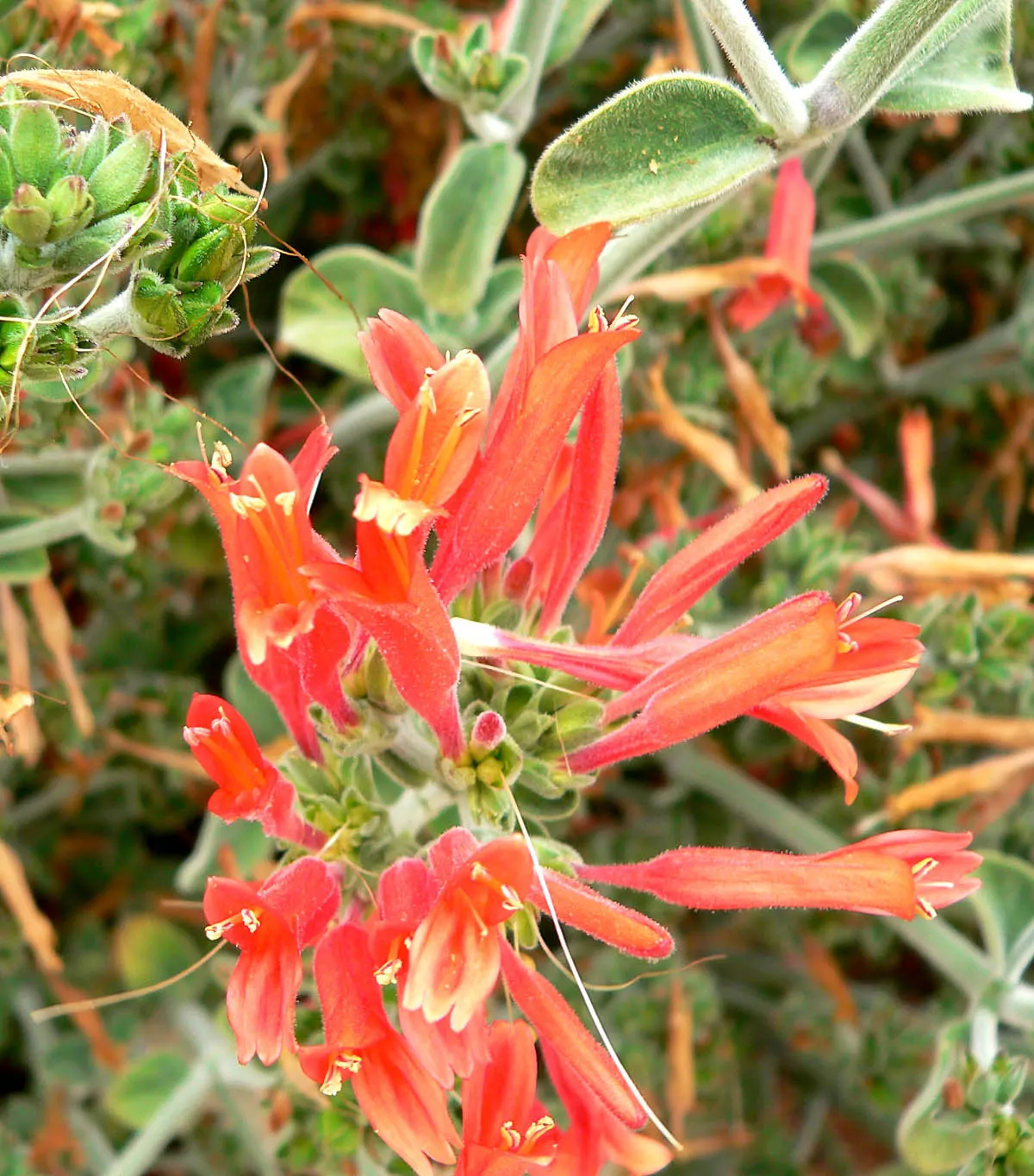 Hummingbird Bush (Dicliptera Suberecta) — reaching heights of 18-24 inches with a spread of up to 24 inches; it requires full sun to partial shade and