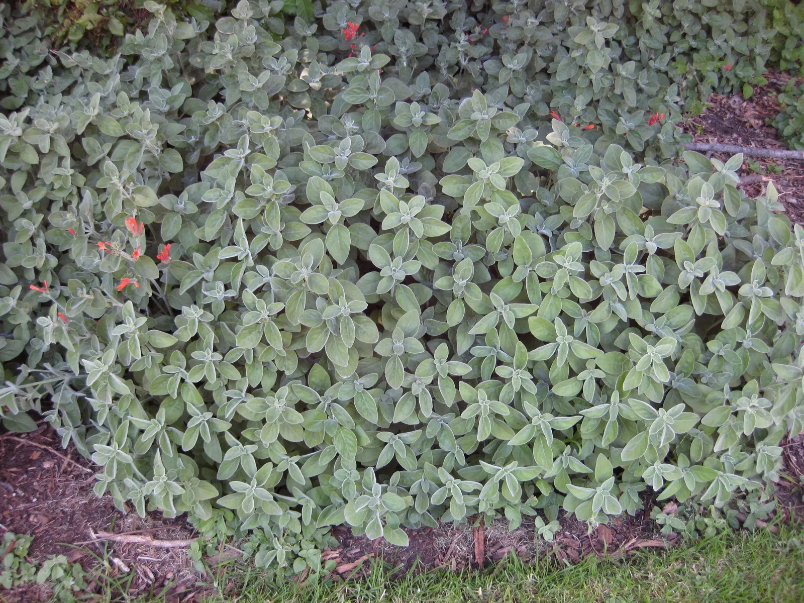 Hummingbird Bush (Dicliptera Suberecta) — This shrub-like plant typically reaches about 18 to 24 inches in height and spreads to about the same in, image 48