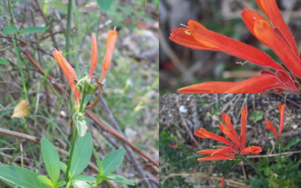 Hummingbird Bush (Dicliptera Suberecta) — arranged in upright inflorescences