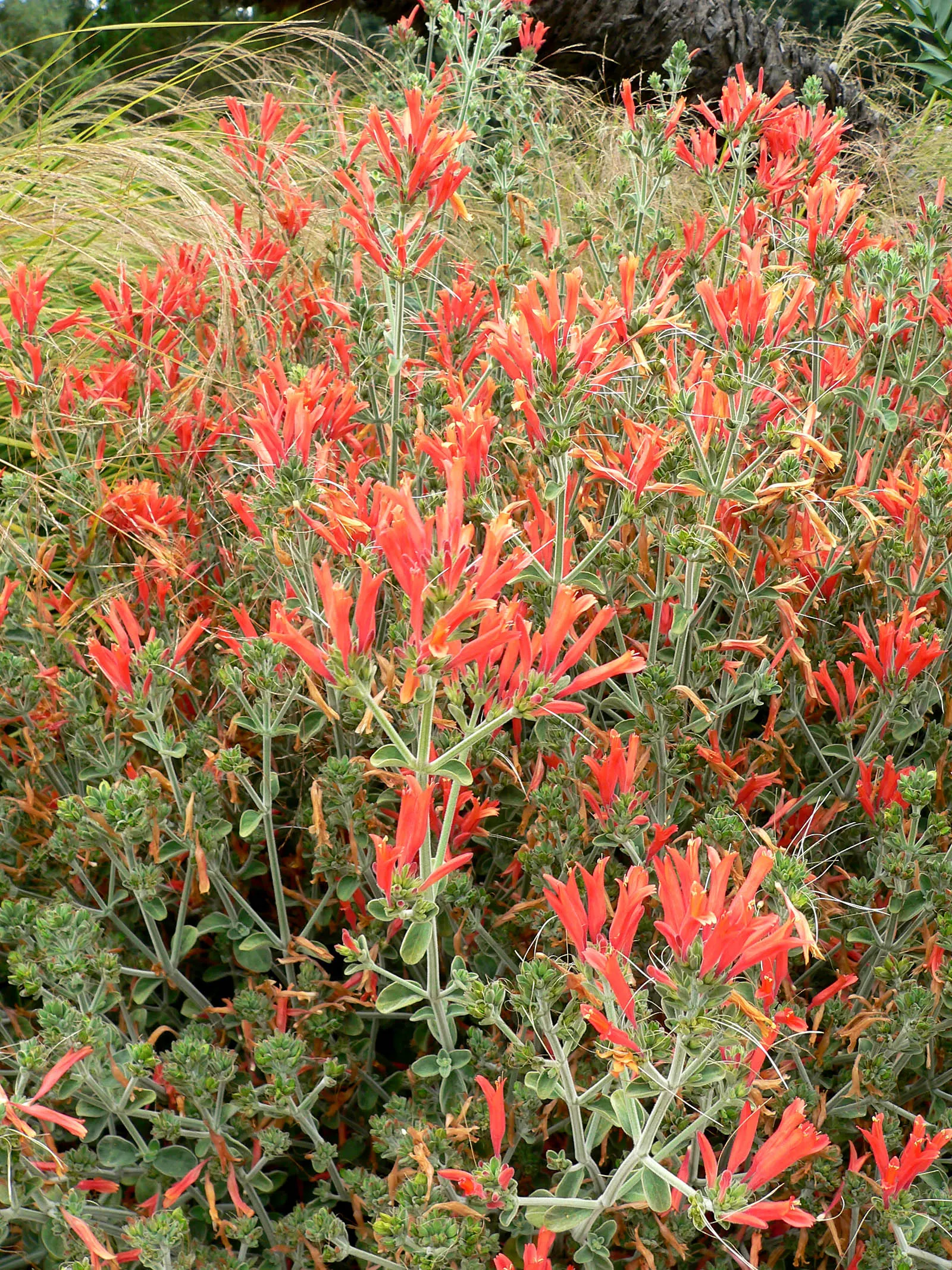 Hummingbird Bush (Dicliptera Suberecta) — reaching heights of 18-24 inches with a spread of up to 24 inches