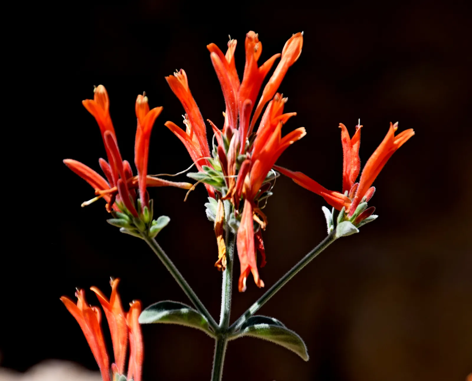 Hummingbird Bush (Dicliptera Suberecta) — are magnets for hummingbirds and butterflies; this shrub-like plant typically reaches about 18 to 24 inches in height