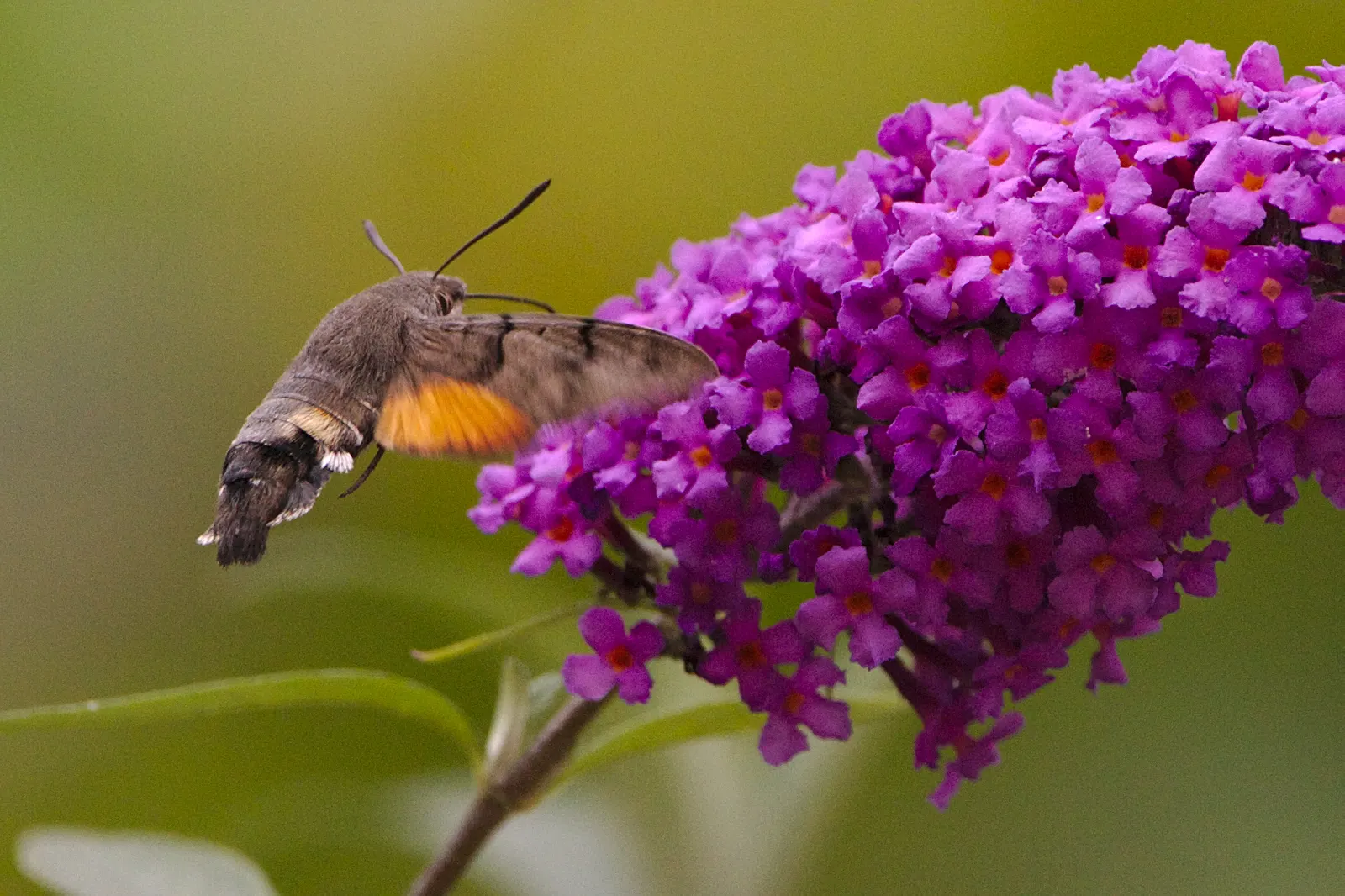 Hummingbird Bush (Dicliptera Suberecta) — It is relatively drought-tolerant once established; making it a suitable candidate for xeriscaping or, image 54