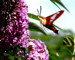 Hummingbird Bush (Dicliptera Suberecta) — These nectar-rich blossoms; it is relatively drought-tolerant once established, image 51