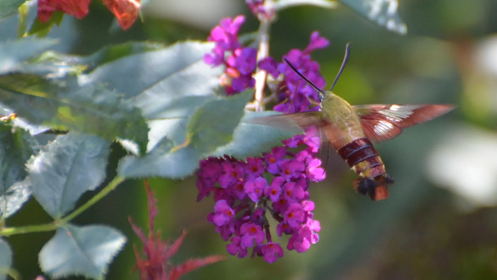 Hummingbird Bush (Dicliptera Suberecta) — shrub for full or half; dicliptera suberecta is not only an attractive plant for client gardens but is also