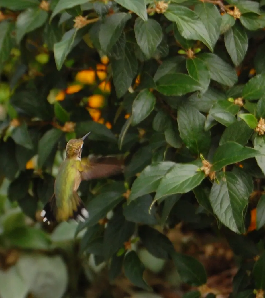 Hummingbird Bush (Dicliptera Suberecta) — known botanically as Dicliptera suberecta
