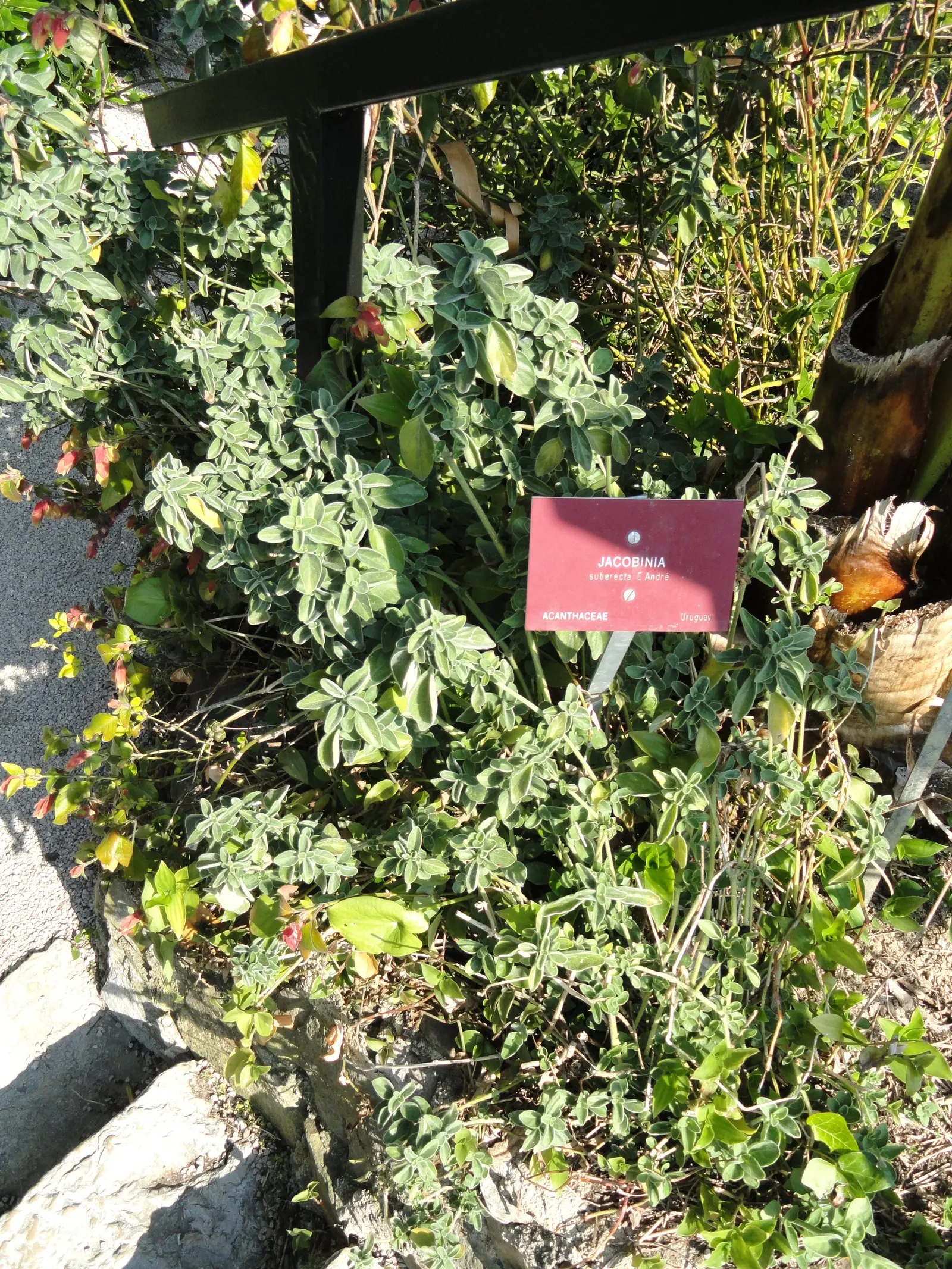 Hummingbird Bush (Dicliptera Suberecta) — This drought-tolerant plant thrives in zones 7-10