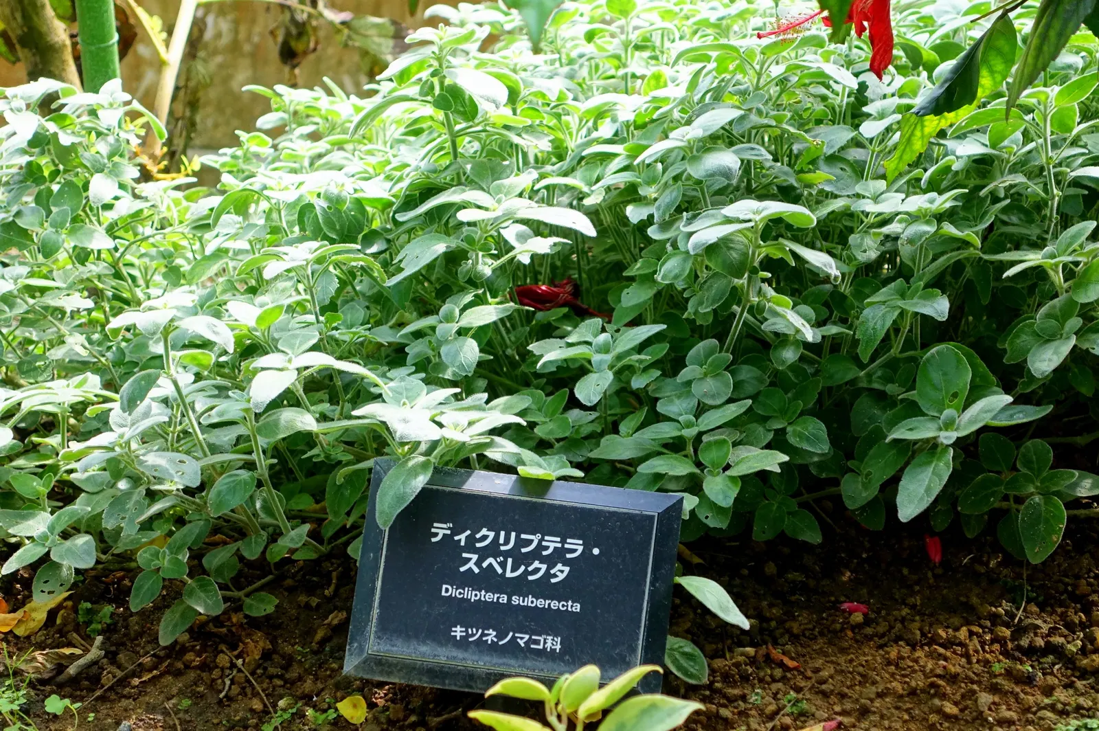 Hummingbird Bush (Dicliptera Suberecta) — Dicliptera suberecta is not only an attractive plant for client gardens but is also low-maintenance