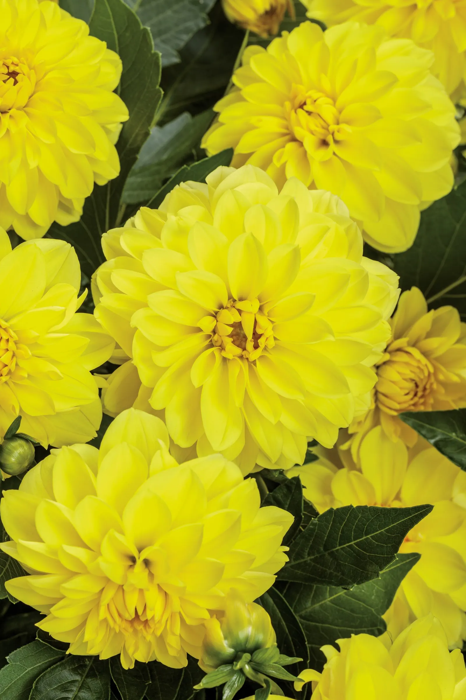 Dayglo Yellow™ Dahlia (Dahlia variabilis) — The effect is polished but exuberant—lush enough for a feature container