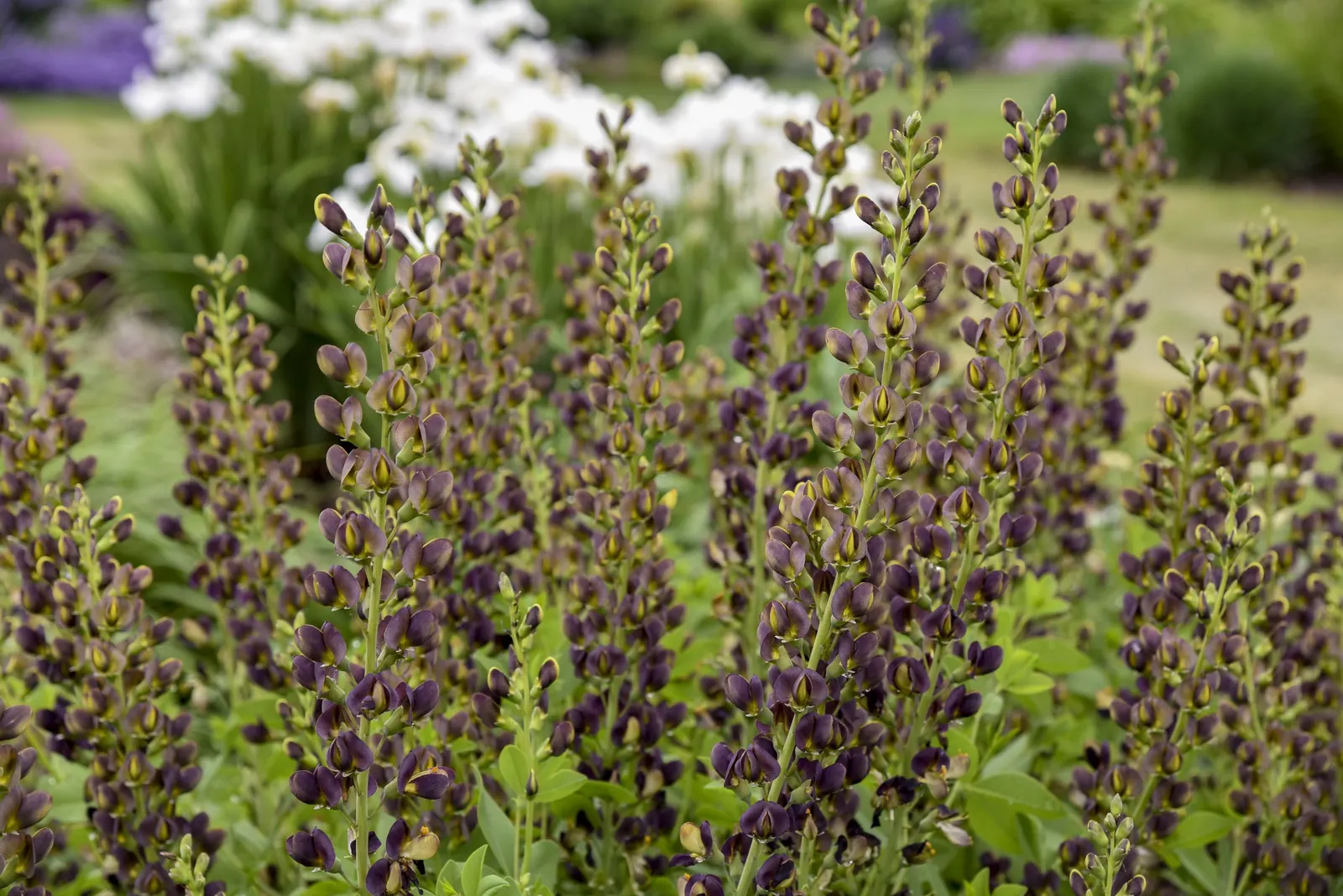 'Dark Chocolate' False Indigo (Baptisia hybrid) — information and resources