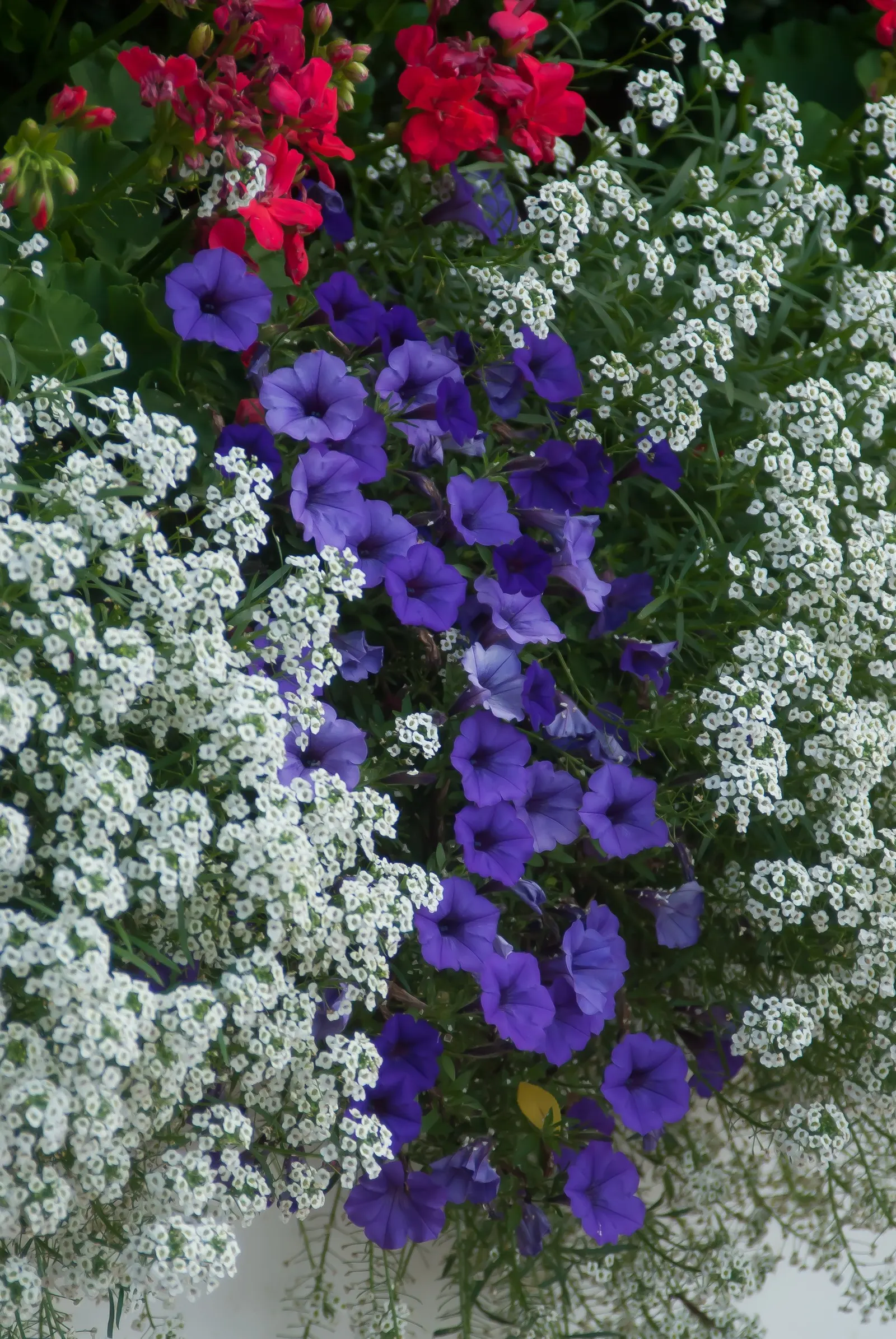 Snow Princess® Sweet Alyssum (Lobularia) — Snow Princess® is easy to maintain and does not require deadheading; provided its moisture needs are, image 121