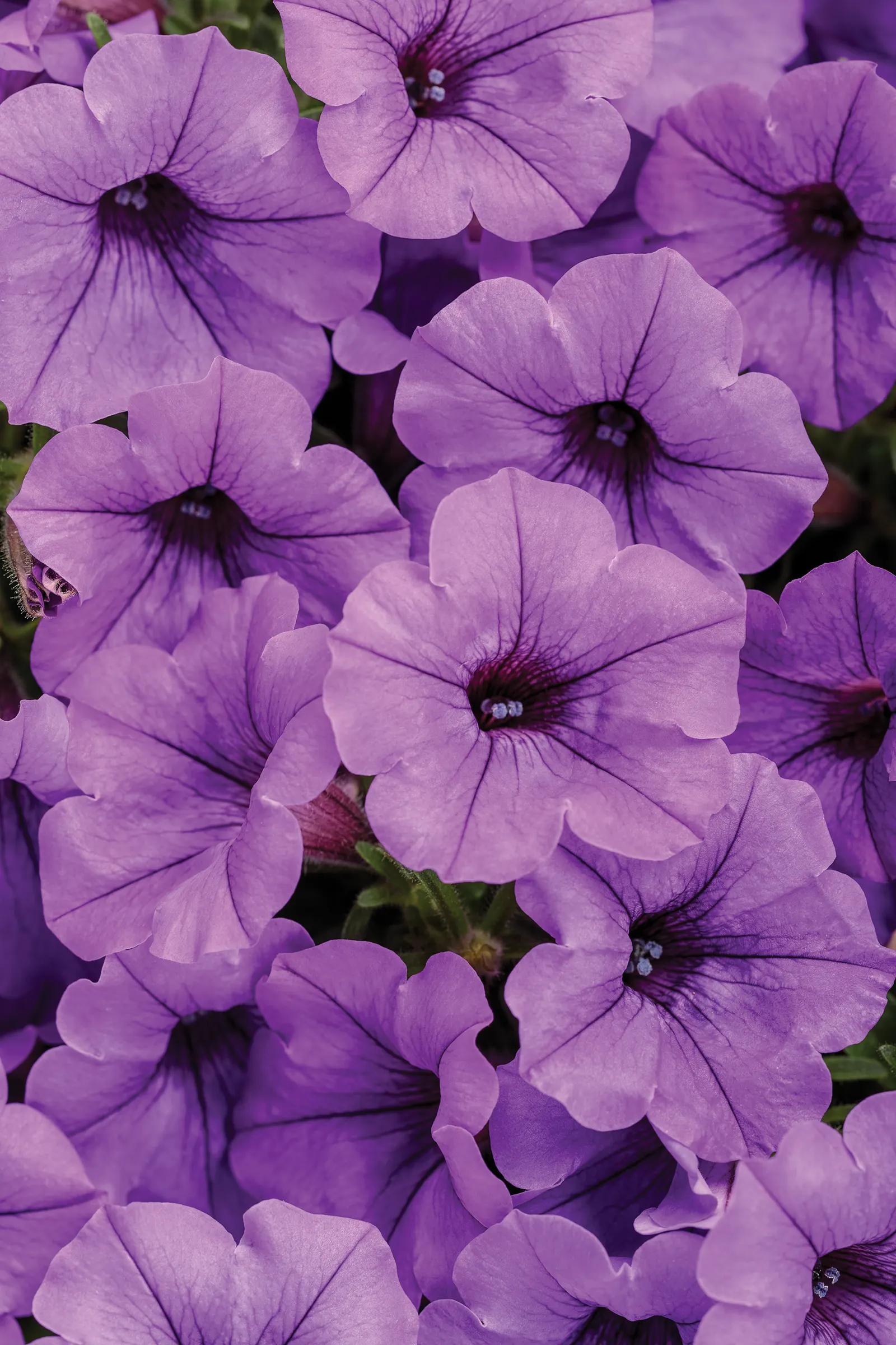 Indigo Petunia — is a vibrant mounding-trailing annual from the Proven Winners® Supertunia® Mini Vista series; commonly referred to as Indigo Petunia