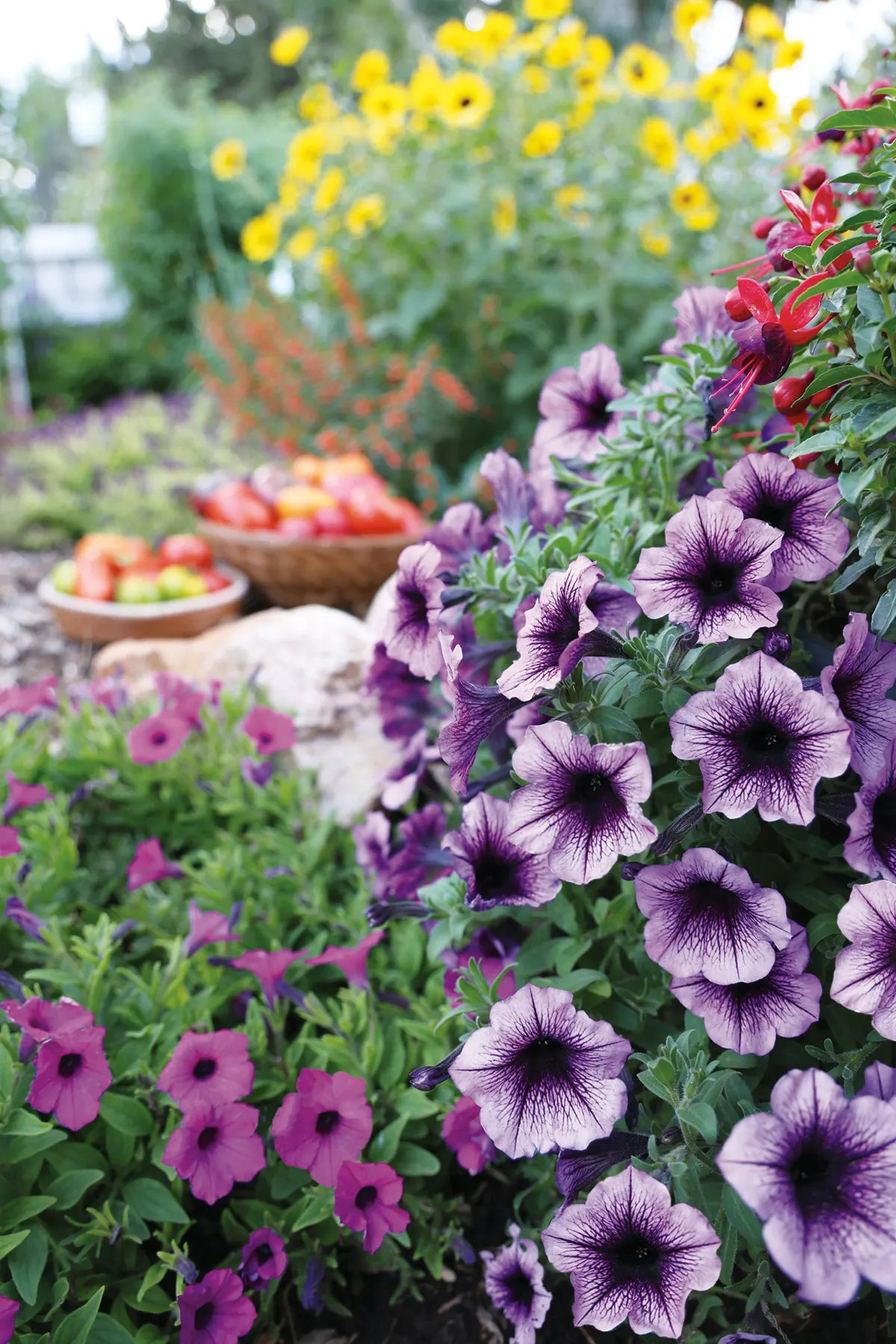 Indigo Petunia — If growth becomes open or tired late in the season