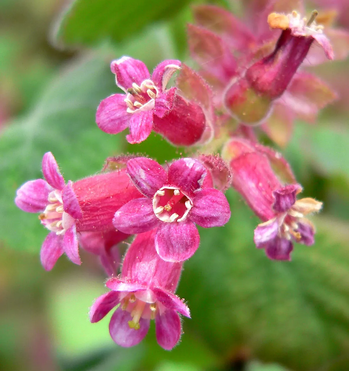 Chaparral Currant (Ribes Malvaceum) — each cluster being about 1 to 3 inches long