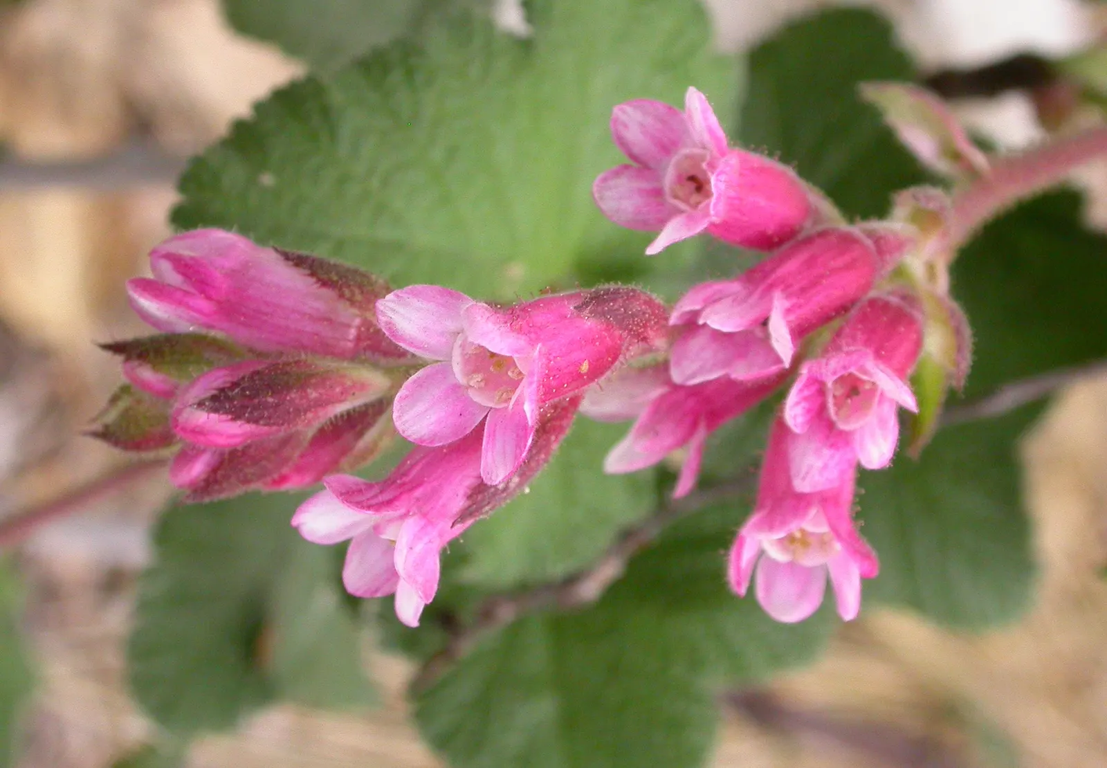 Chaparral Currant (Ribes Malvaceum) — Drought-tolerant once established, it adds delicate fragrance and seasonal interest to landscapes