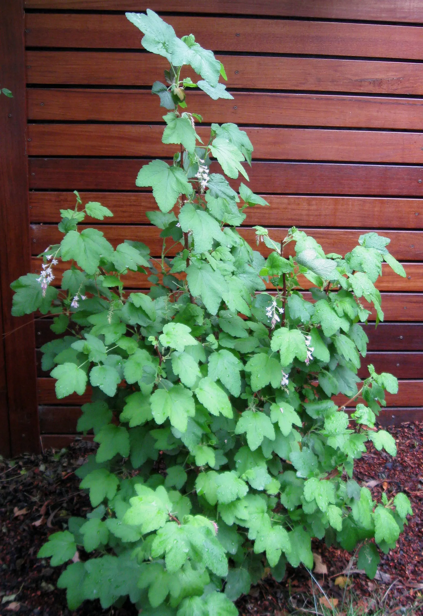 Chaparral Currant (Ribes Malvaceum) — lobed leaves that are approximately 1 to 3 inches in length and exude a delightfully subtle