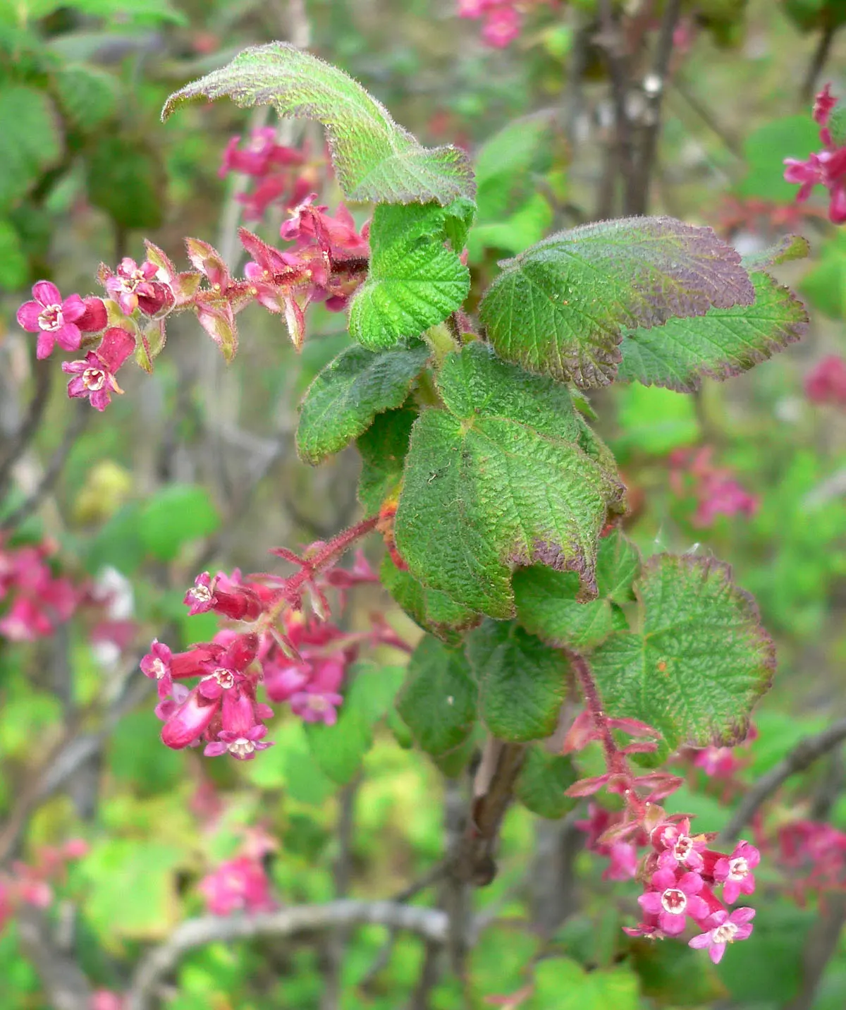 Chaparral Currant (Ribes Malvaceum) — This resilient and versatile plant typically reaches a height of 3 to 6 feet and spreads equally wide