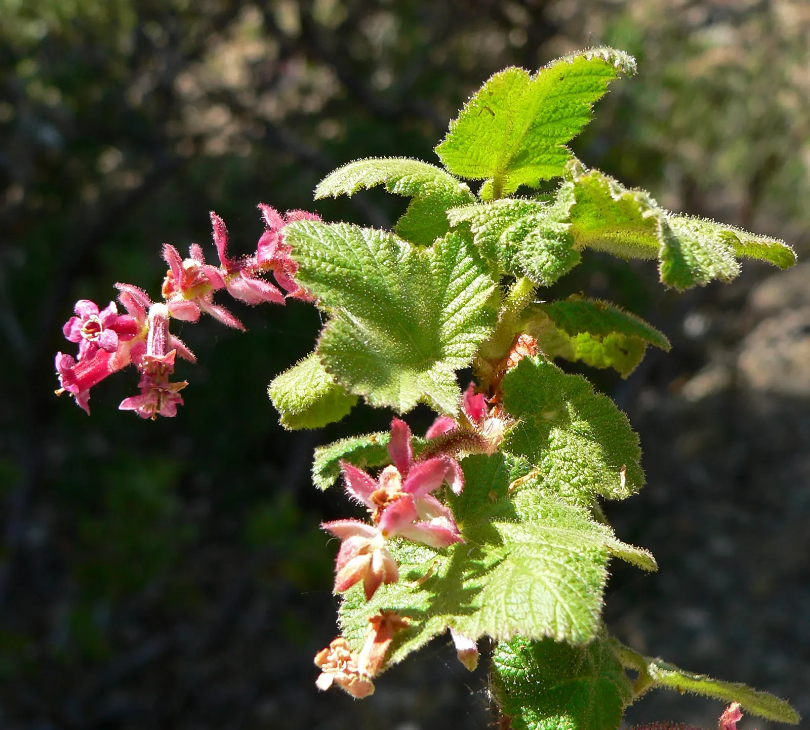 Chaparral Currant (Ribes Malvaceum) — Space plants approximately 4-5 ft apart for a natural display