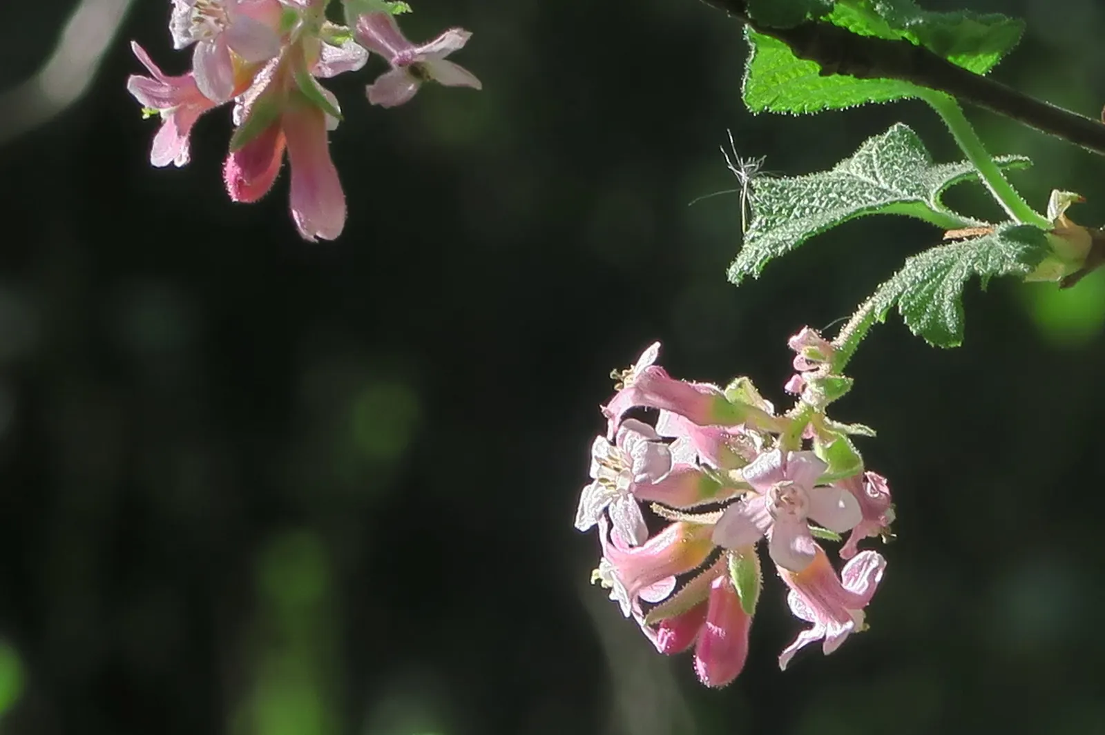 Chaparral Currant (Ribes Malvaceum) — as long as they are not waterlogged.<br><br>For the client's knowledge