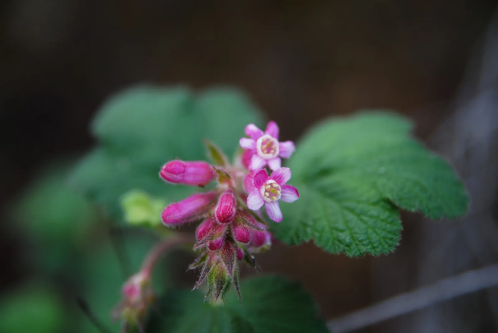 Chaparral Currant (Ribes Malvaceum) — Ribes malvaceum thrives in full sun to partial shade