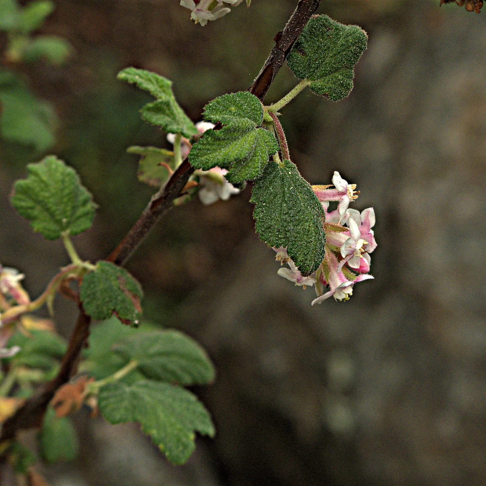 Chaparral Currant (Ribes Malvaceum) — It also adapts well to different soil types