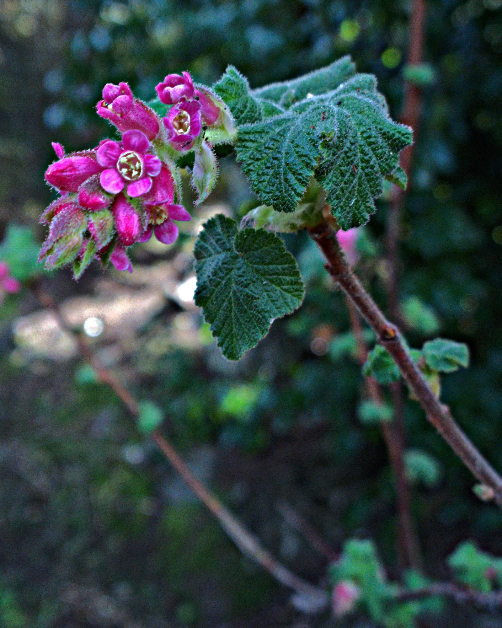 Chaparral Currant (Ribes Malvaceum) — making it an excellent choice for low-water landscapes