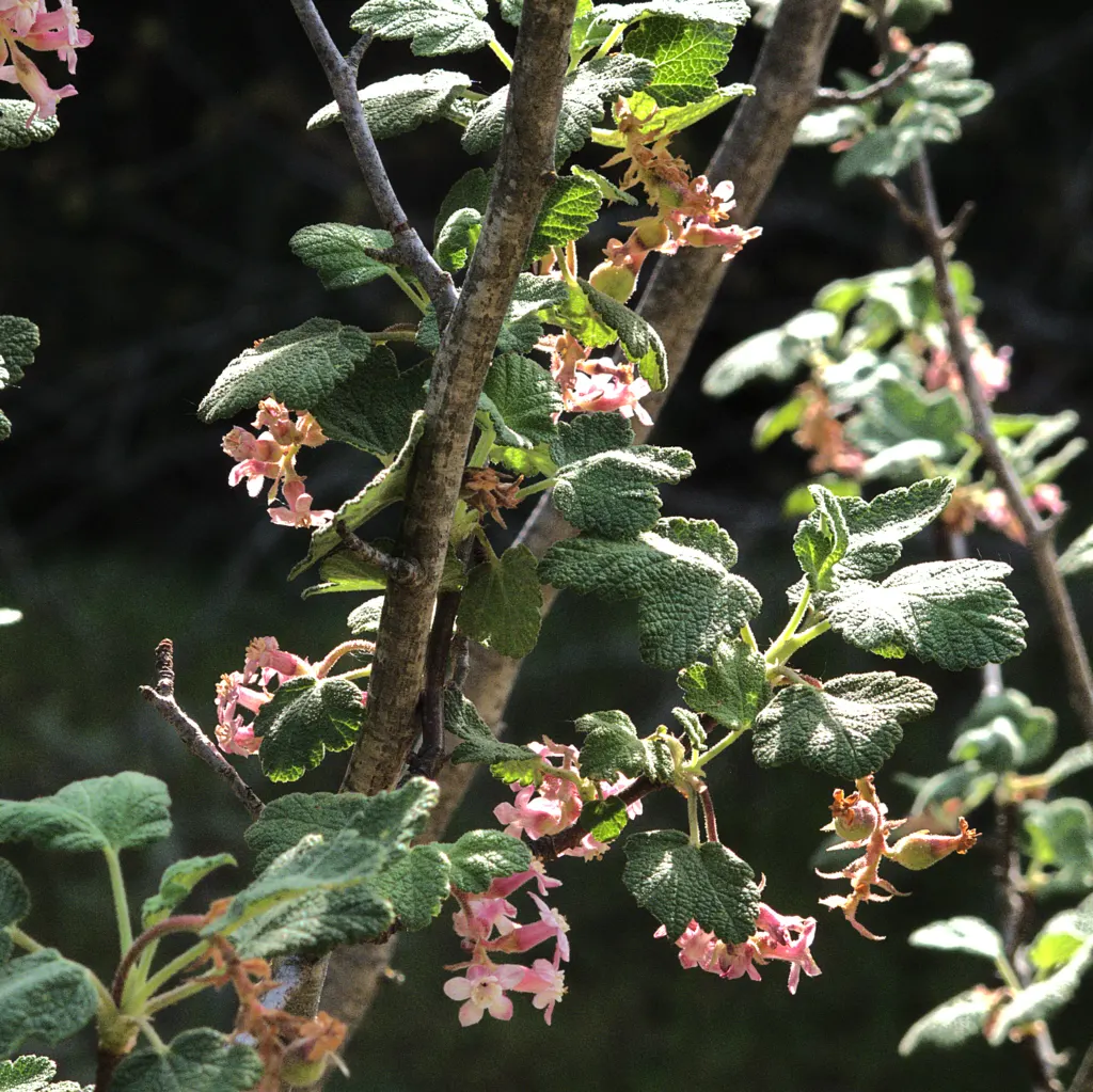 Chaparral Currant (Ribes Malvaceum) — and is drought-tolerant once established