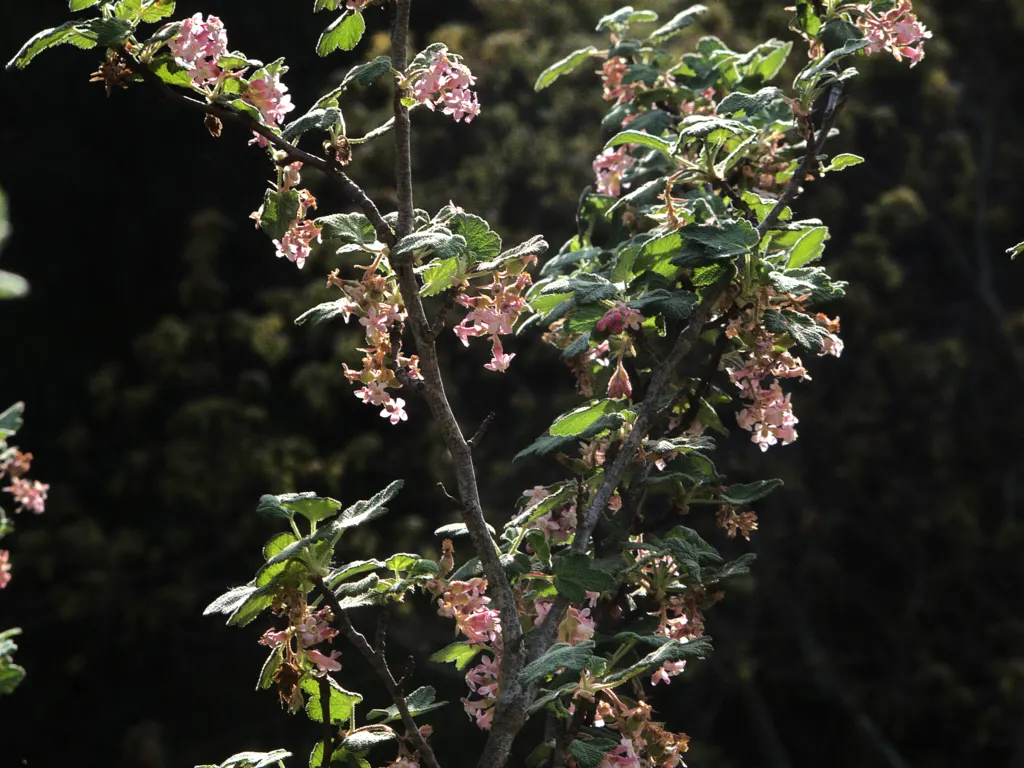 Chaparral Currant (Ribes Malvaceum) — prefers well-drained soils