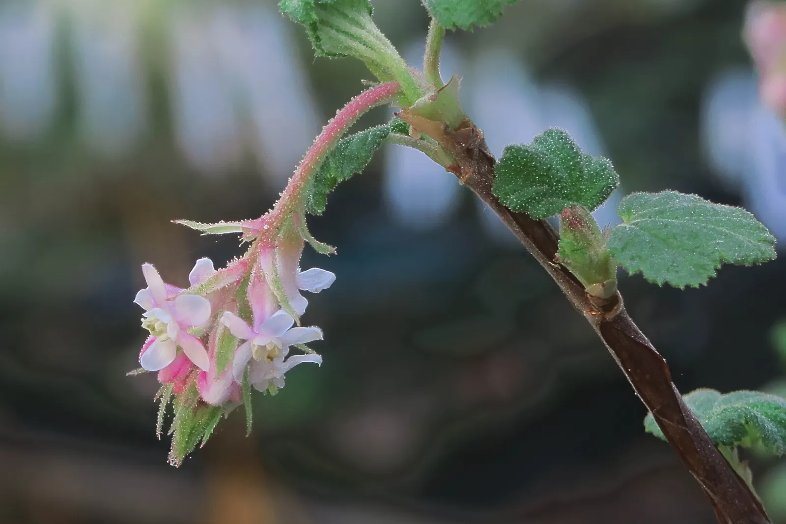 Chaparral Currant (Ribes Malvaceum) — and providing a burst of color in the cooler seasons