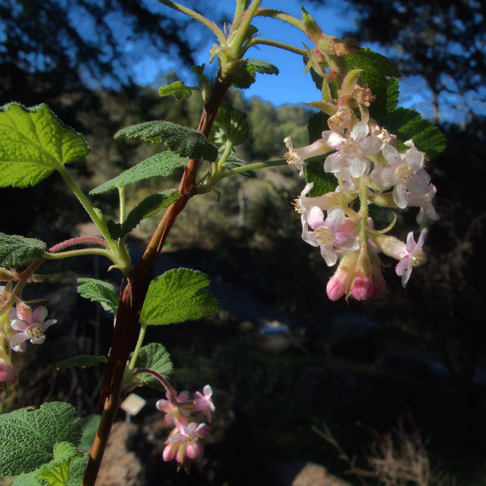 Chaparral Currant (Ribes Malvaceum) — it's essential to convey that despite its beauty