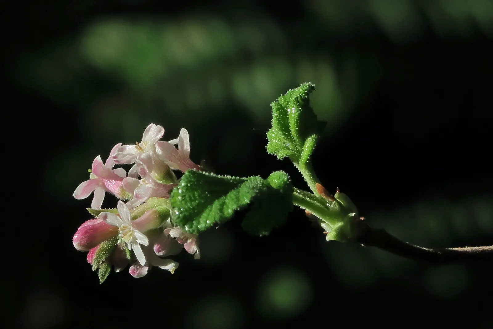 Chaparral Currant (Ribes Malvaceum) — Its pink blossoms appear in winter to early spring, attracting hummingbirds